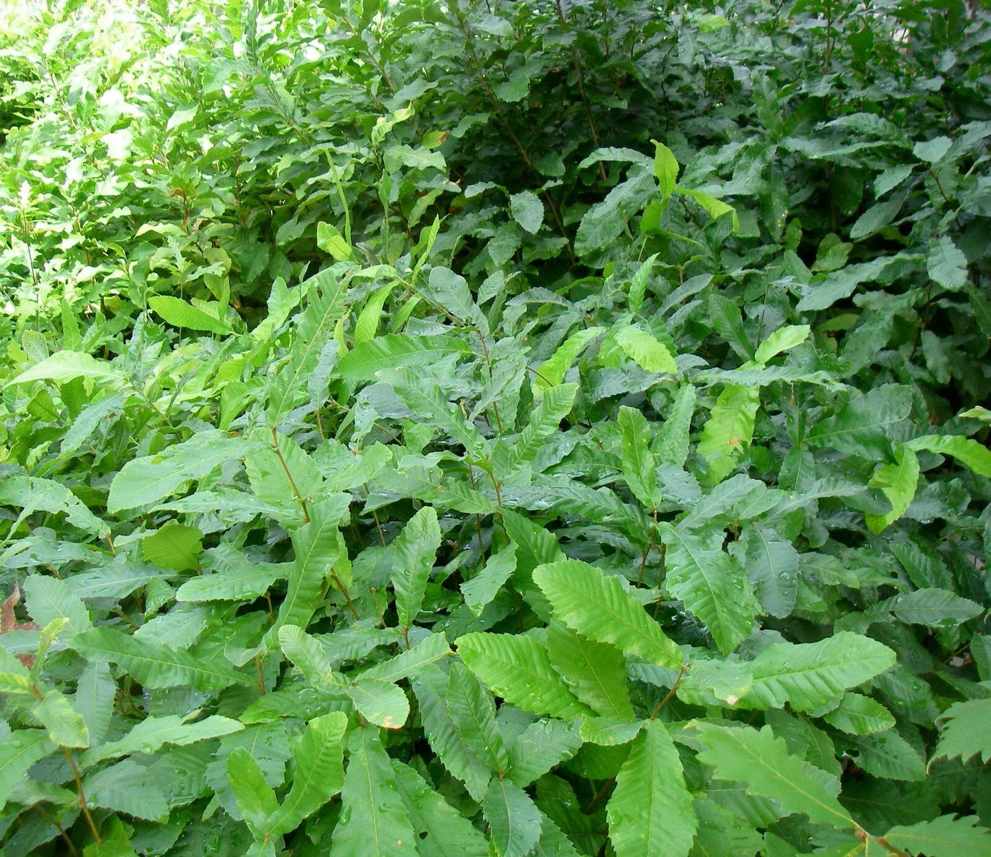 Bare Root Sawtooth Oak Saplings Pack of 5 | Quercus acutissima | Fast-Growing Deciduous Tree for Landscaping