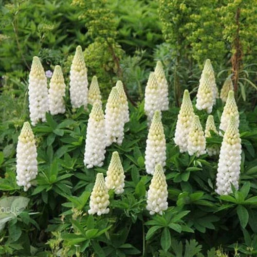 Russell Lupine Seeds 50 Count White Perennial Lupinus polyphyllus Noble Maiden for Bees & Hummingbirds