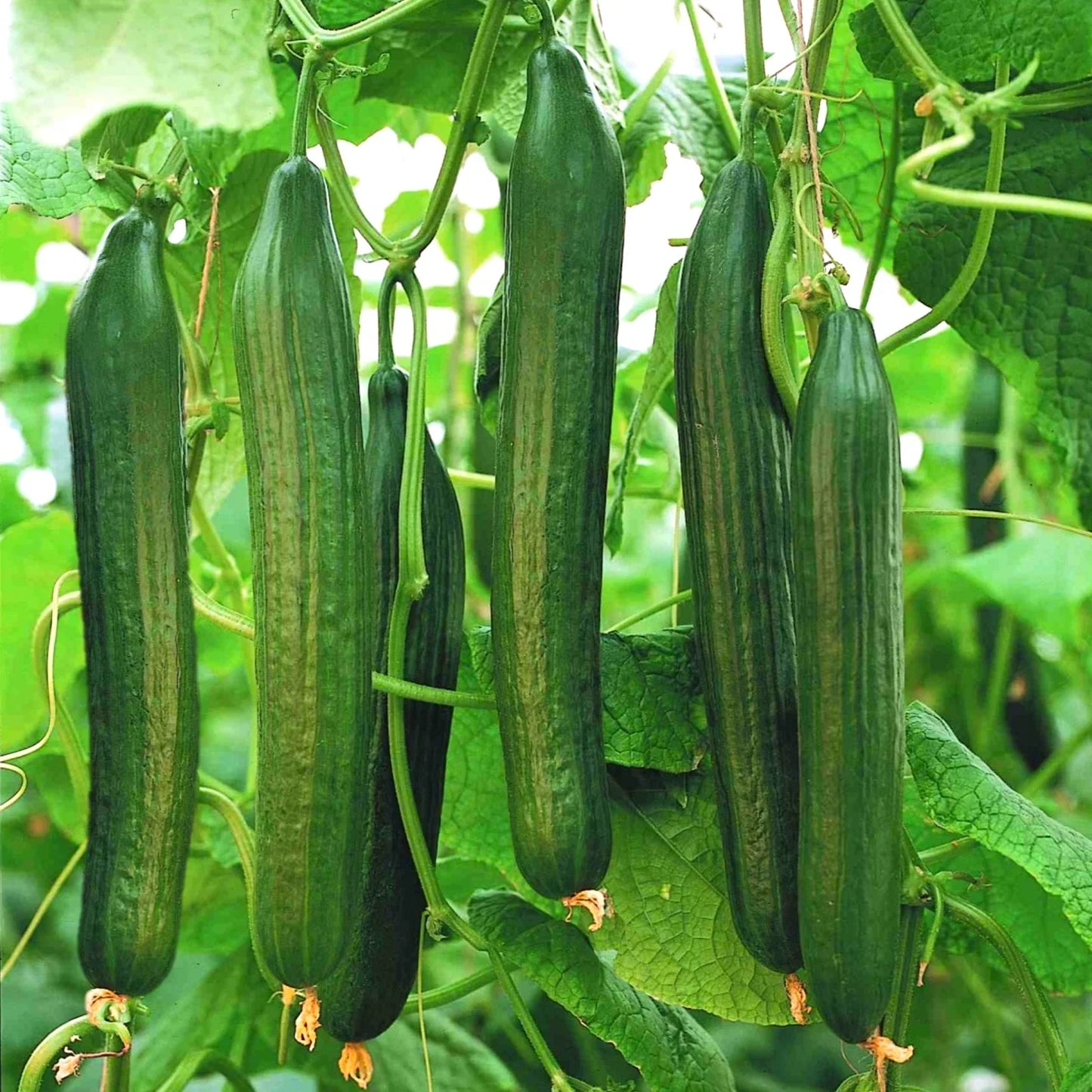 English Telegraph Burpless Cucumber Seeds | Heirloom, Crisp, Long Cucumbers | Cucumis sativus Seed Packet