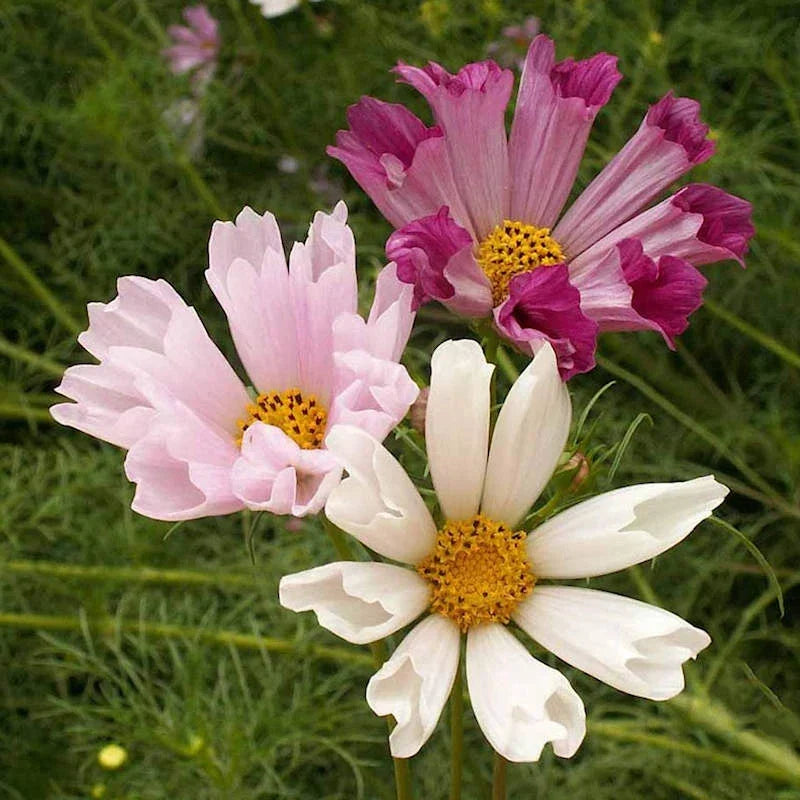 Seashells Cosmos Seeds | Non-GMO Annual Flower Seeds | Cosmos bipinnatus | Colorful Blooms for Garden, Borders & Containers