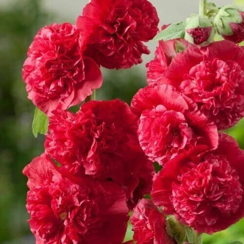 Double Scarlet Hollyhock Seeds - Perennial Flower Seeds for Borders & Pollinator Gardens - Alcea rosea 'Double Scarlet' - 25 Pack