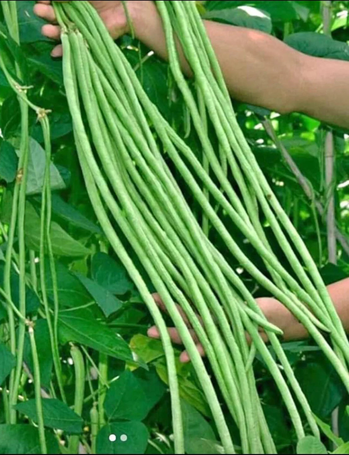 Yard Long Bean Seeds | Non-GMO Green Sitaw Vigna unguiculata subsp. sesquipedalis | 50+ Pack for Home Garden