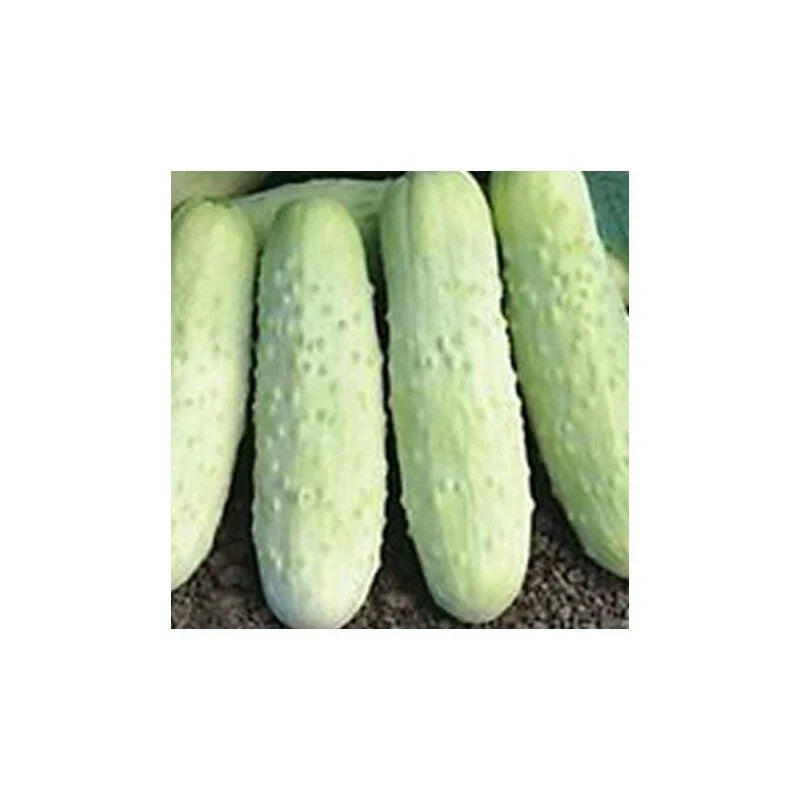 White Wonder Cucumber Seeds – Heirloom Cucumis sativus for Fresh Salads & Pickling, Vining, Non-GMO, 50 Seeds