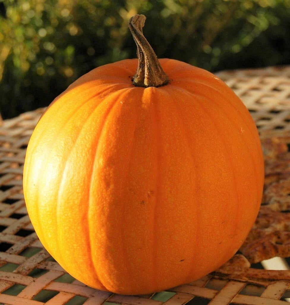 Connecticut Field Pumpkin Seeds | Heirloom Cucurbita pepo for Fall Decorating & Cooking | 2025 Variety, Non-GMO, Bountiful Harvest