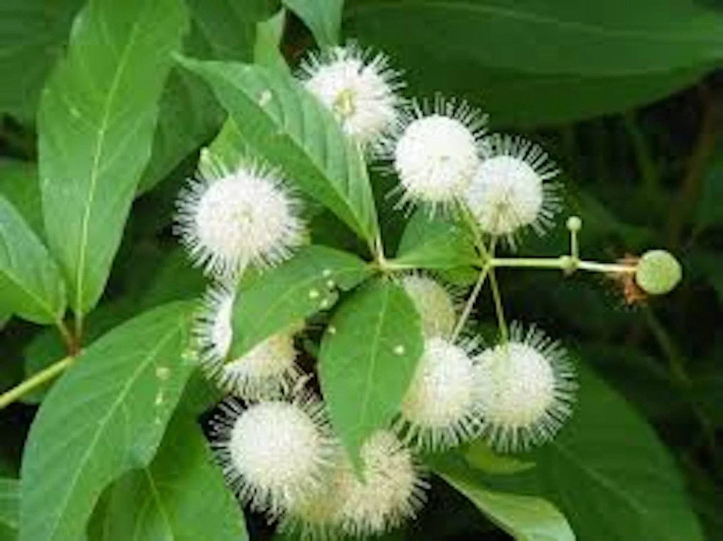 Buttonbush Plant Bare Root Shrub 12-24 Inches Native Wetland Perennial Cephalanthus occidentalis