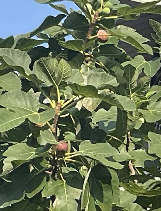 Rooted Brown Turkey Fig Tree - 5"-8" Ficus Carica Fruit Bearing Indoor Outdoor Plant for Garden or Container