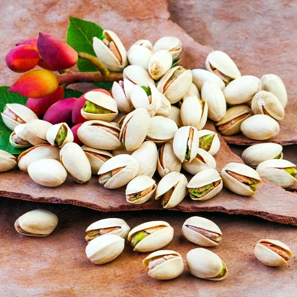Pistachio Nut Tree Seeds Edible Variety for Zone 7 | Pistacia vera | Home Garden, Nut Producing, Drought Tolerant Pack