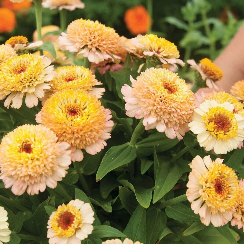 Zinnia Seeds Pack 100+ Zinderella Peach Zinnia Zinnia elegans Garden Flower Annual Seeds