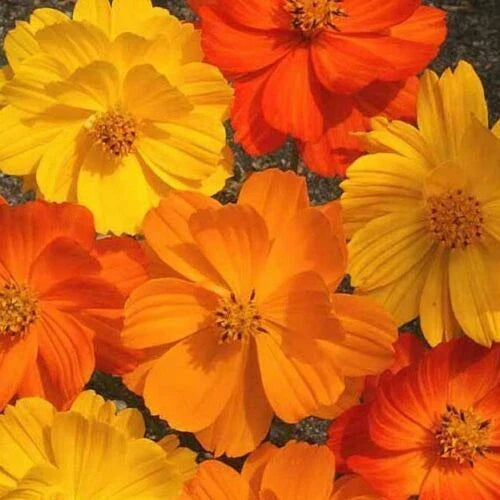 Cosmos Seeds - 35 Seeds - Bright Lights Sulfur Orange & Yellow - Cosmos bipinnatus - Annual Flower for Garden, Borders & Containers