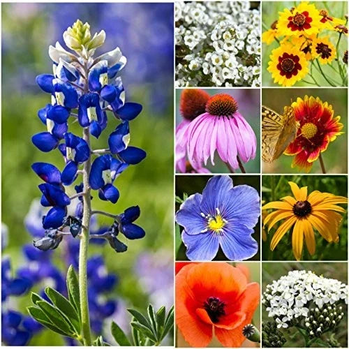 Texas Oklahoma Wildflower Seeds 2oz | Native Open Pollinated Annual & Perennial Mix for Gardening | Wildflower Seed Pack