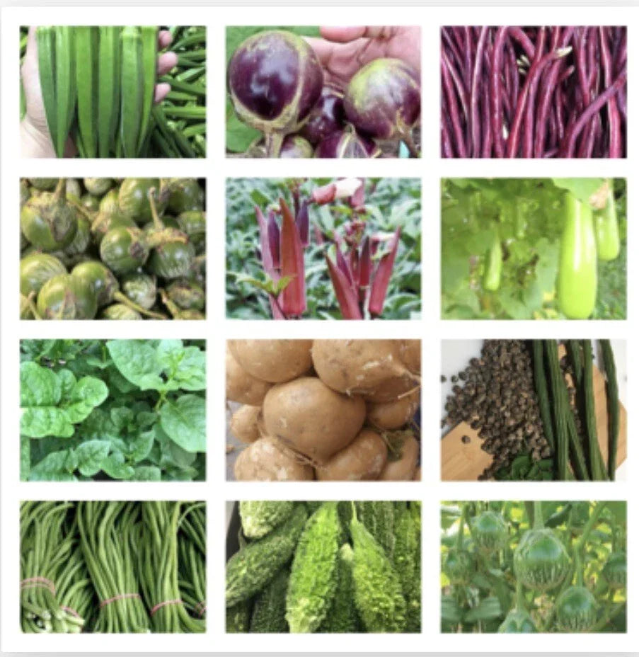 Asian Vegetable Seeds Packets – Non-GMO Variety Pack for Home Garden, Edible Plants, Includes Bok Choy, Daikon Radish & More