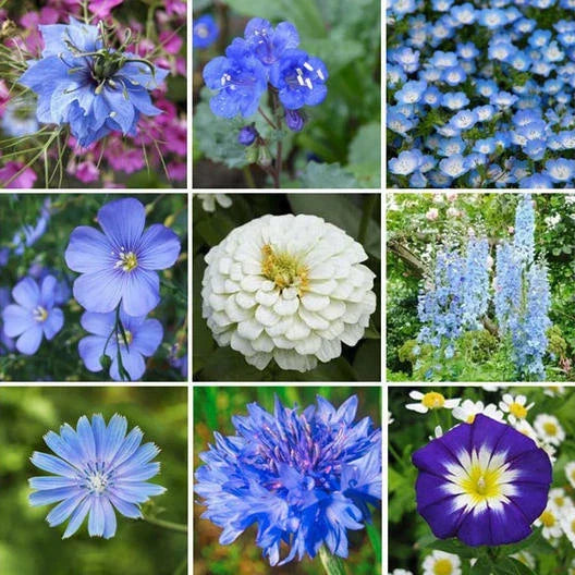 Wildflower Seed Mix 500+ Seeds Blue Ribbon Perennials Pollinator Friendly Non-GMO Heirloom Seed Packet