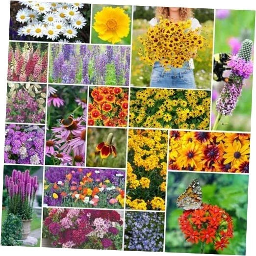 Perennial Wildflower Seeds Mix 5 lb Non-GMO Native Flower Blend for Garden, Landscape, Pollinators