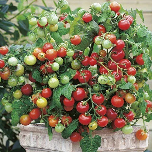 Tiny Tim Tomato Seeds - Heirloom Non-GMO Variety for Small Gardens - Compact Dwarf Solanum lycopersicum Seed Packet