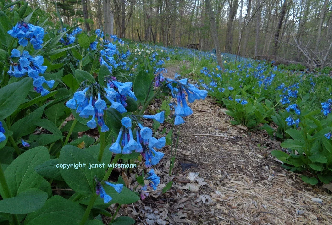 Virginia Bluebells Bulbs - 10 Roots Mertensia virginica Spring Perennials for Garden Planting, Blue Bell-Shaped Flowers