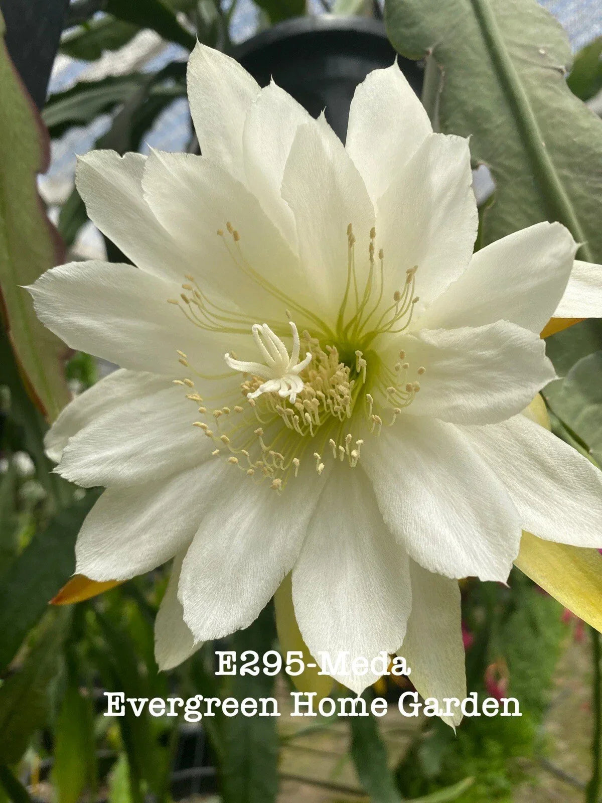 Rooted Hybrid Orchid Cactus Meda 4-Inch Pot Epiphyllum Hybrid Indoor Plant for Home Decor