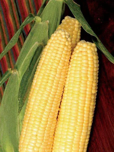 Early Sunglow Sweet Corn Seeds - Bulk Zea mays, Organic, Non-GMO, High Yield, Home Garden, Summer Crop