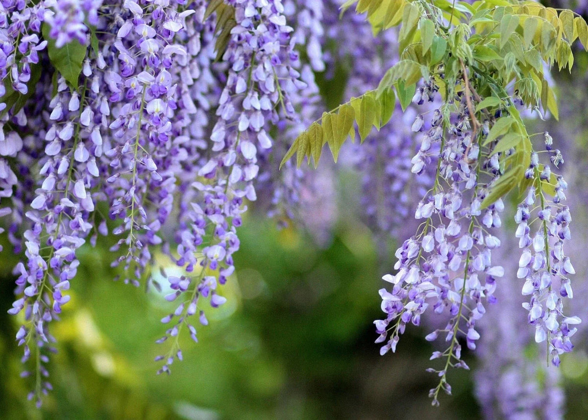 Purple Chinese Wisteria Starter Live Plant - Fast Growing Fragrant Blooms - Wisteria sinensis - Ideal for Trellises and Arbors
