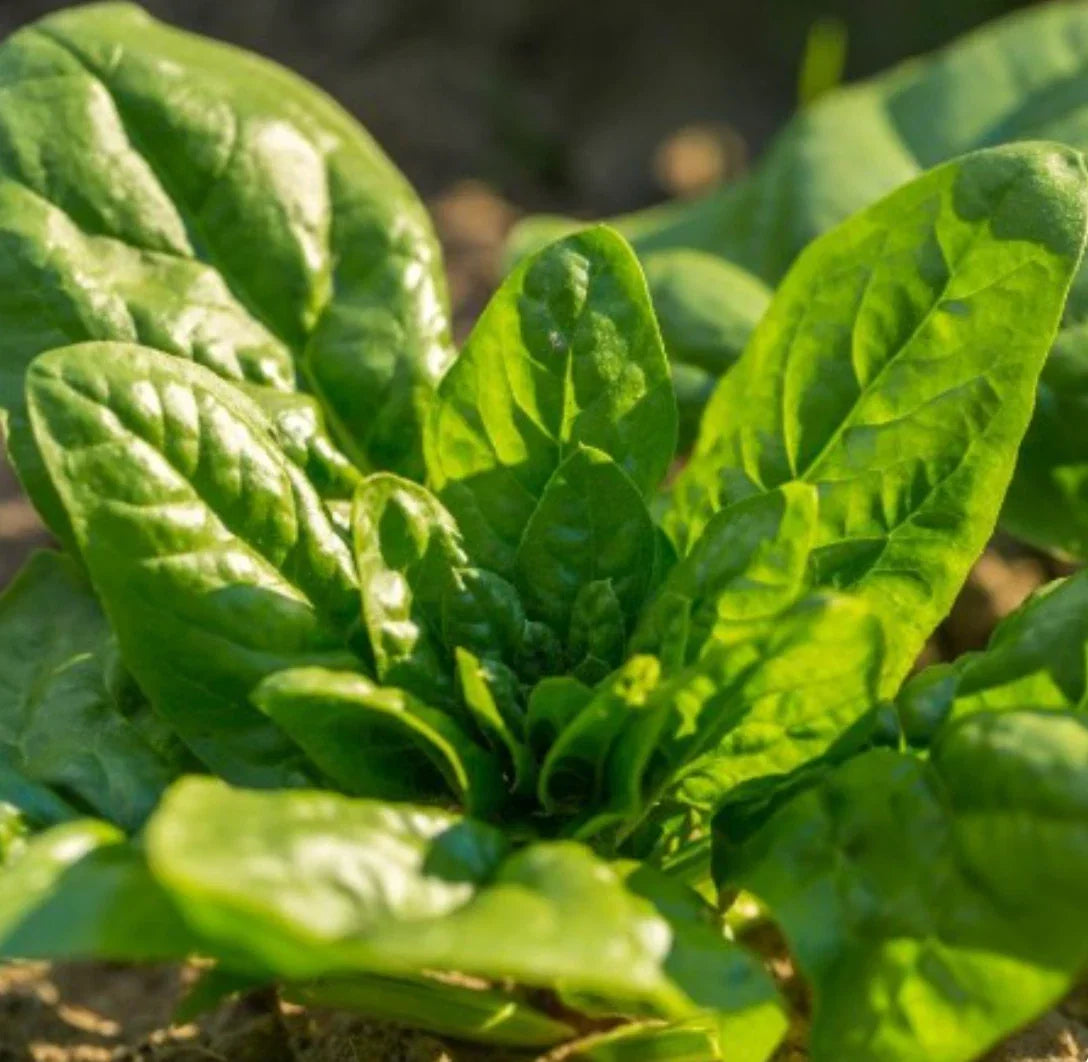 Bloomsdale Spinach Seeds - Non-GMO, Cool Weather Variety, 2000 Seeds, Spinacia oleracea, Leafy Green, Salad & Cooking