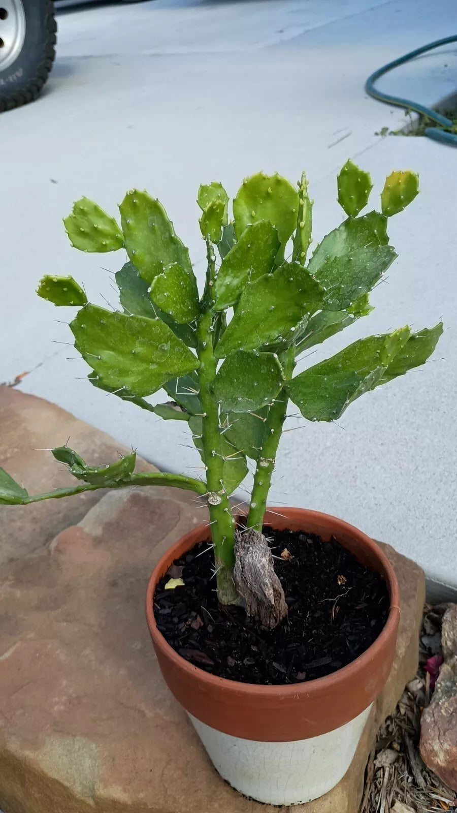 Brazilian Prickly Pear Cactus Starter Plant 6-8" Opuntia Brasiliensis - Vibrant Green Pads, Low Maintenance, Drought-Tolerant