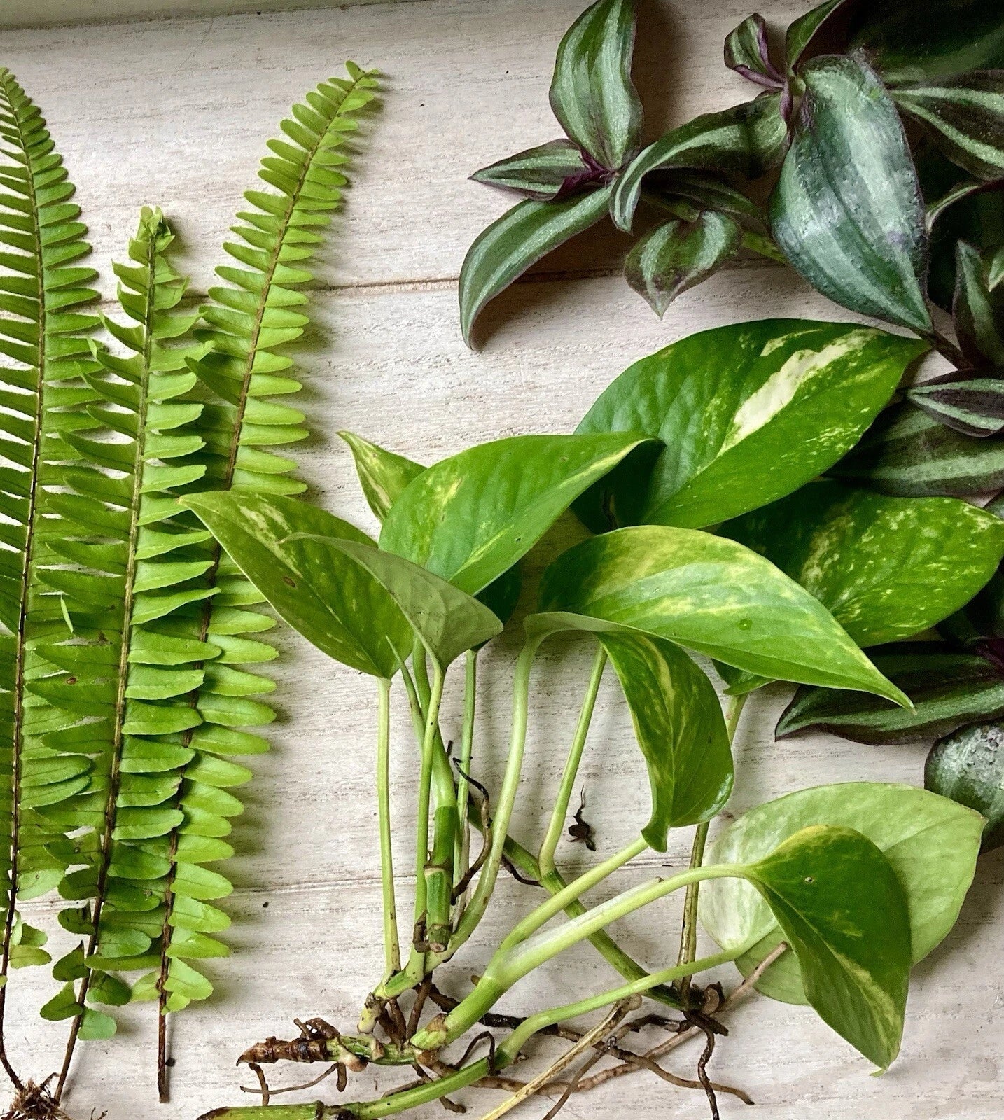 Rooted Plant Cuttings Set - 15 Varieties Indoor Garden Propagation Collection - Eco-Friendly Houseplants with Multiple Cultivars