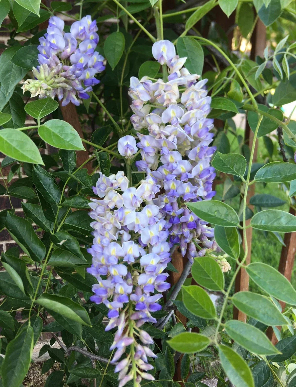 Blue Moon Wisteria Live Plant - 6" to 14" Tall Climbing Vine with Fragrant Blue Flowers - Wisteria macrostachya