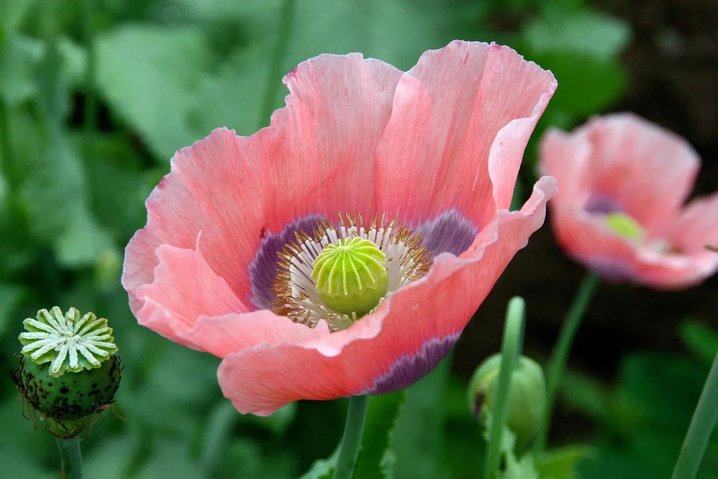 Giant Poppy Seeds 200 Pack | Papaver somniferum | Vibrant Colors for Garden, Borders & Cut Flowers | USA Shipping