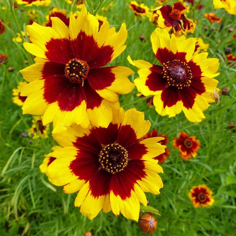 Coreopsis Seeds | Non-GMO Plains Variety | Flower Seeds for Garden | Coreopsis tinctoria