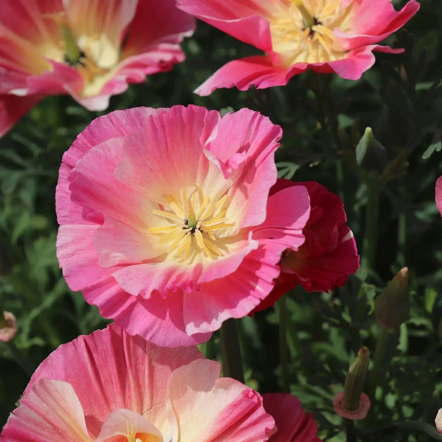 California Thai Silk Rose Poppy Seeds Pack – Papaver somniferum – Vibrant Pink, Red & White Blooms – Garden, Border & Container Planting