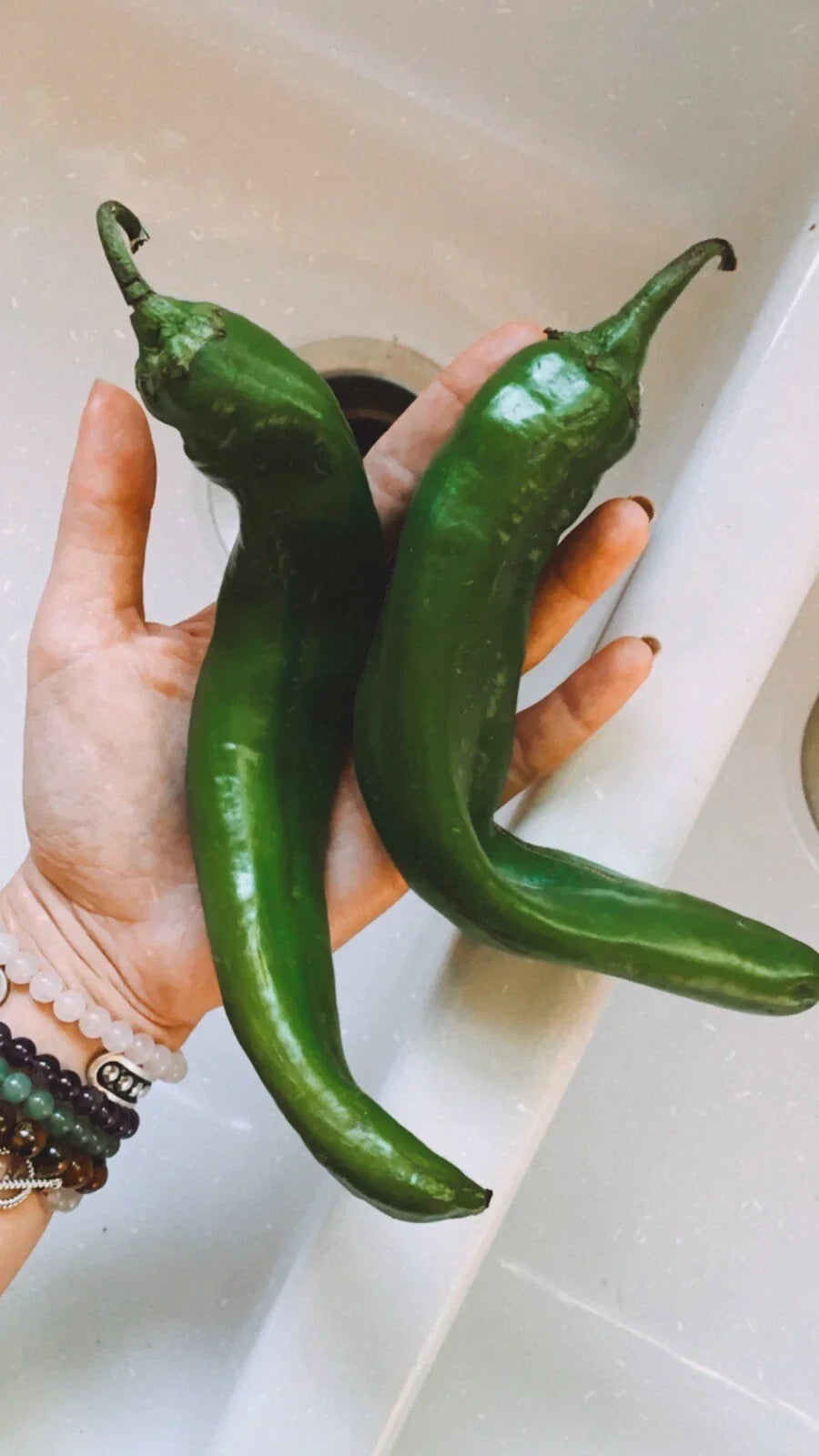 Texas Hatch Chile Pepper Seeds - 25 Non-GMO Organic Capsicum annuum for Home Gardening, Edible Garden, Salsas & Sauces