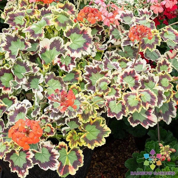 Mrs. Pollock Geranium Seeds - 25+ Colors Pelargonium x hortorum for Garden Beds & Containers