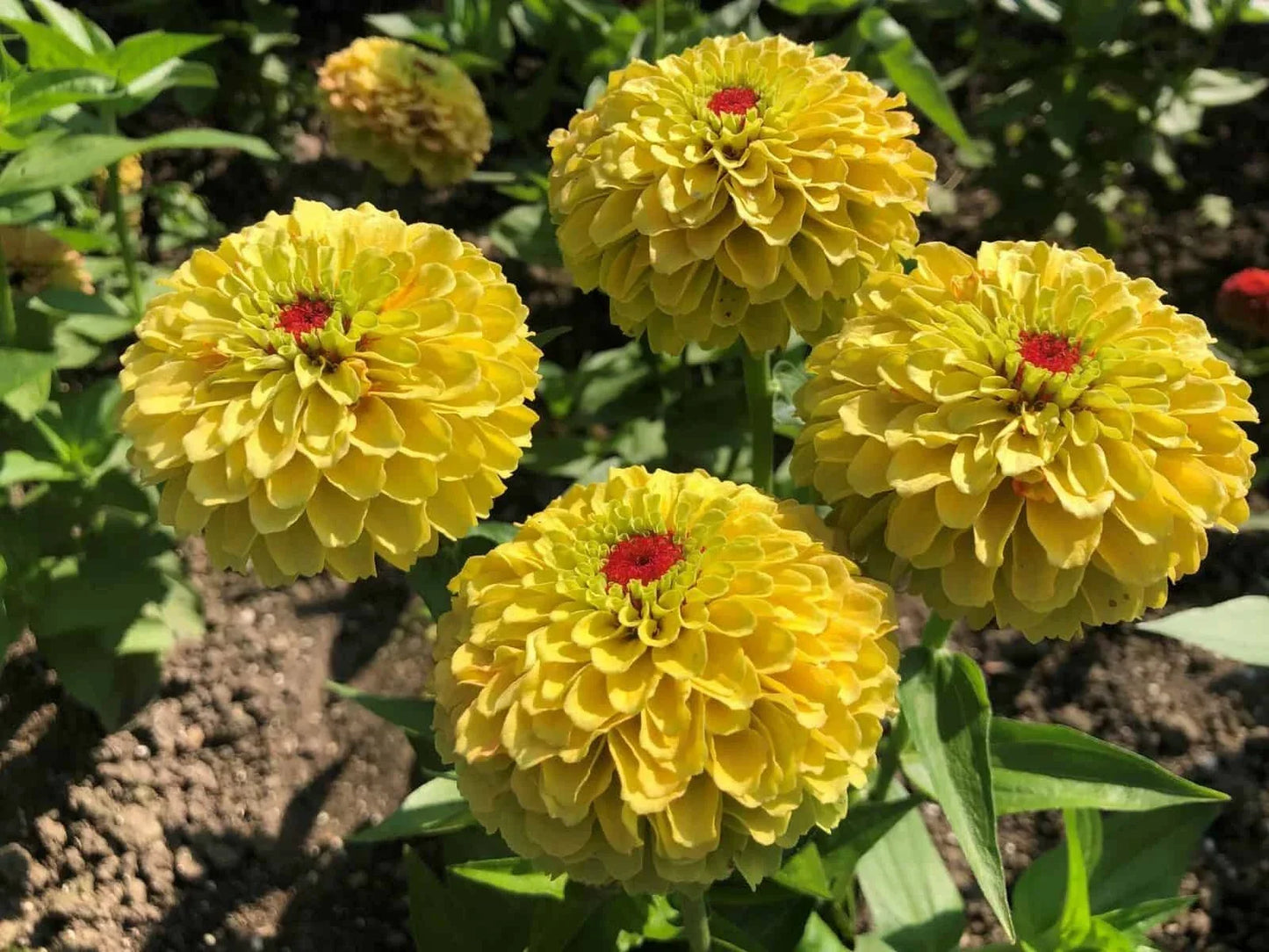Queeny Lemon Peach Zinnia Seeds - 100+ Pack, Annual Flower for Garden Beds & Borders, Zinnia elegans, Vibrant Color, Butterfly Attractant