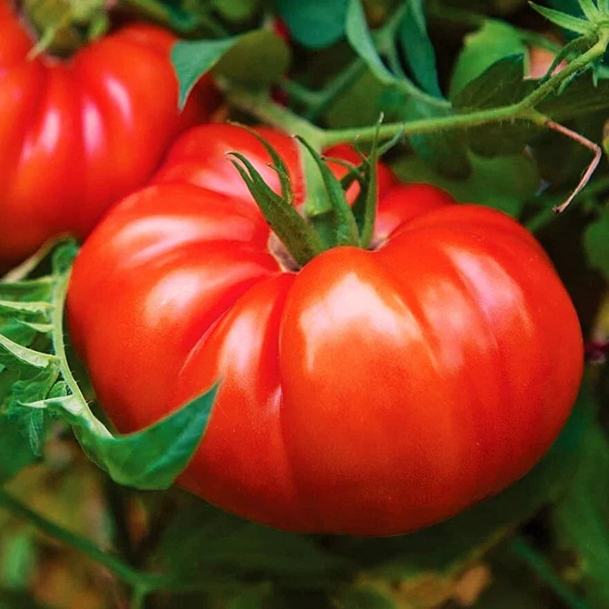Giant Beefsteak Tomato Seeds, Heirloom, Extra Large, Determinate, Solanum lycopersicum, 25 Seeds, Full Sun, Easy to Grow