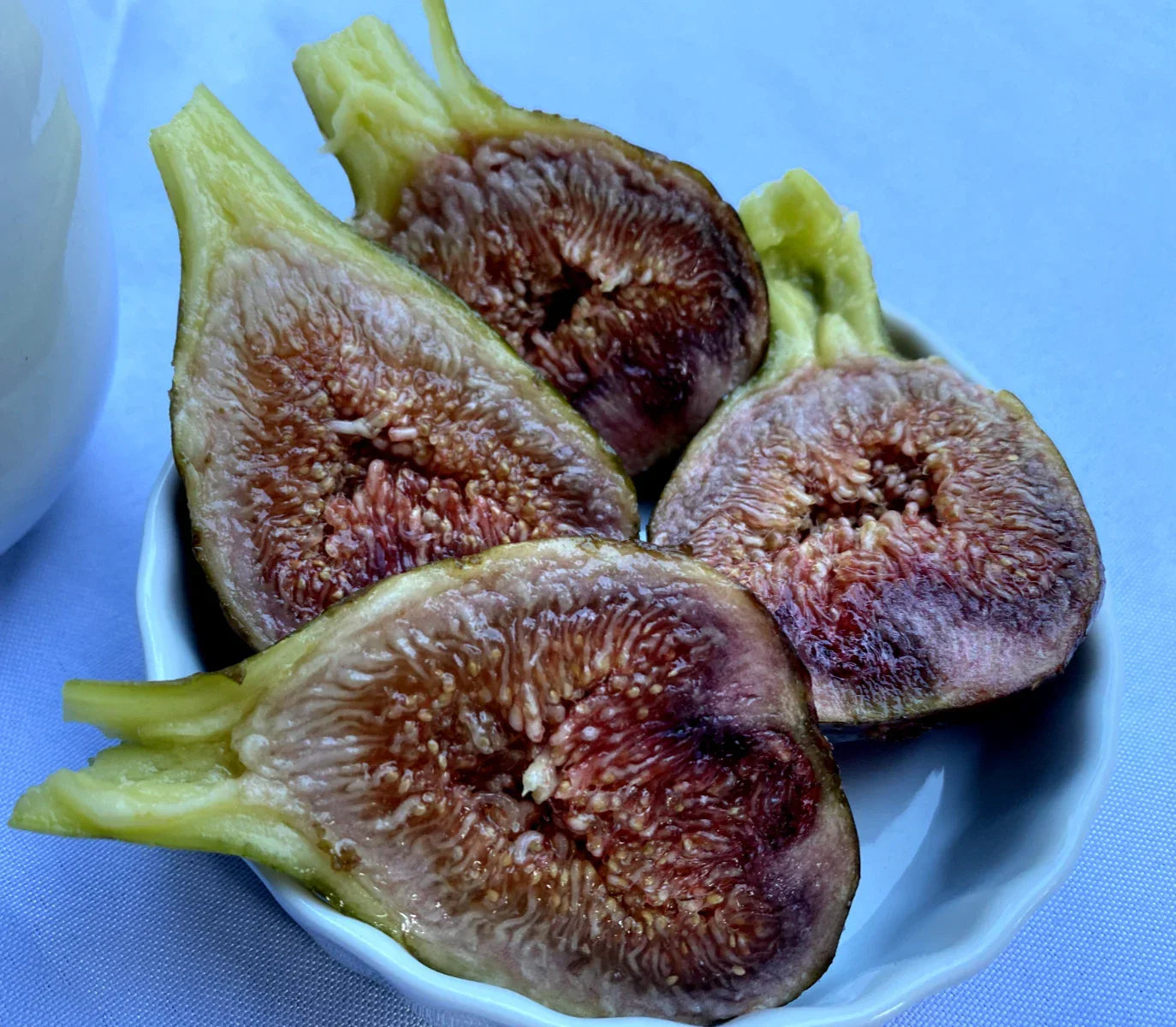Cold Hardy Violetta Fig Cuttings - 4 Thick Propagation Cuttings for Rooting - Ficus carica - Sweet Fruit-Bearing Plant for Garden Cultivation