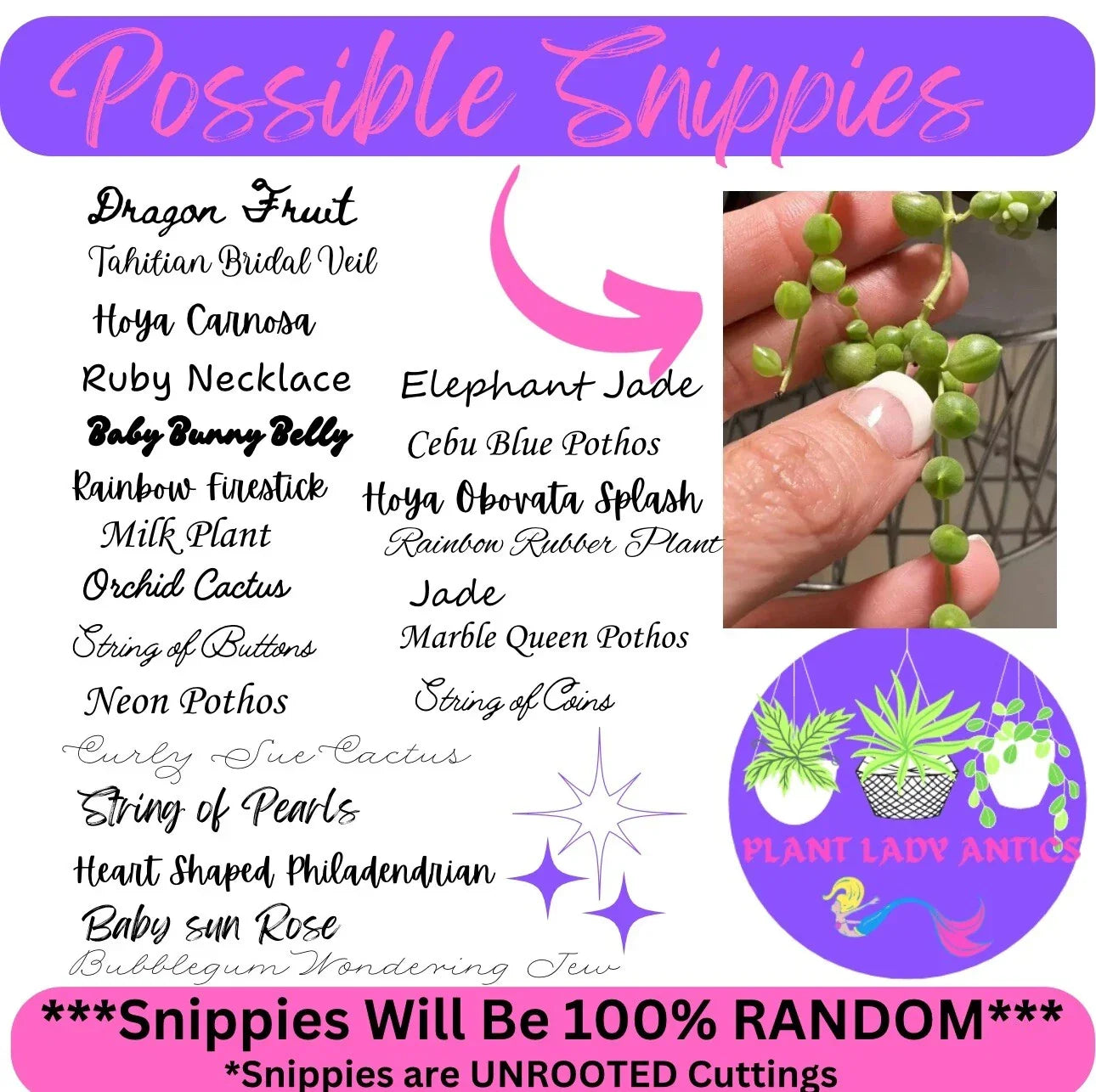 Mystery House Plant Cuttings Set of 6 – Indoor Plant Variety for Home Decor – Easy Care Indoor Plants for Plant Lovers