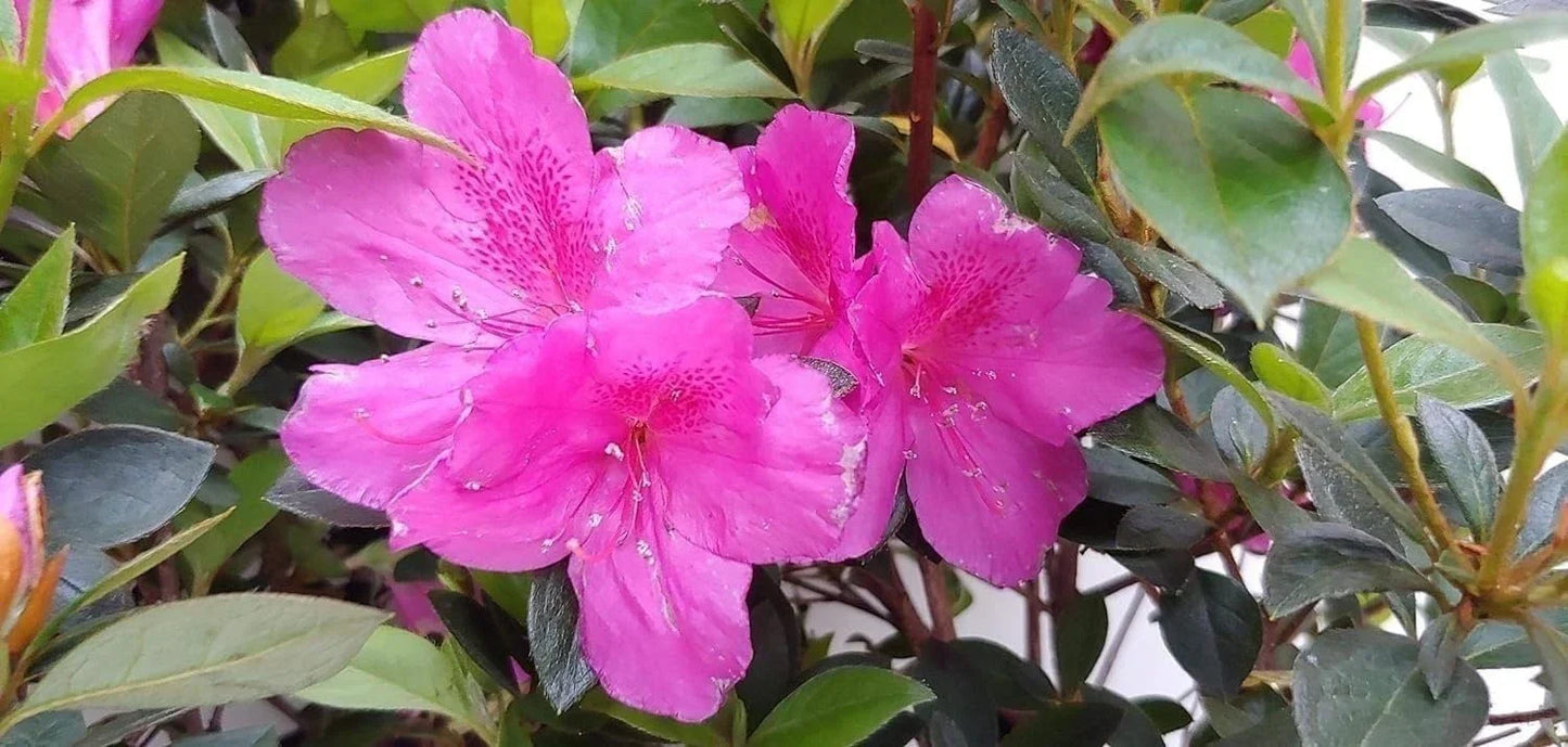 Azalea Shrub 3-Inch Pot Purple Formosa Flower Rhododendron obtusum Garden Plant, Compact, Easy Care