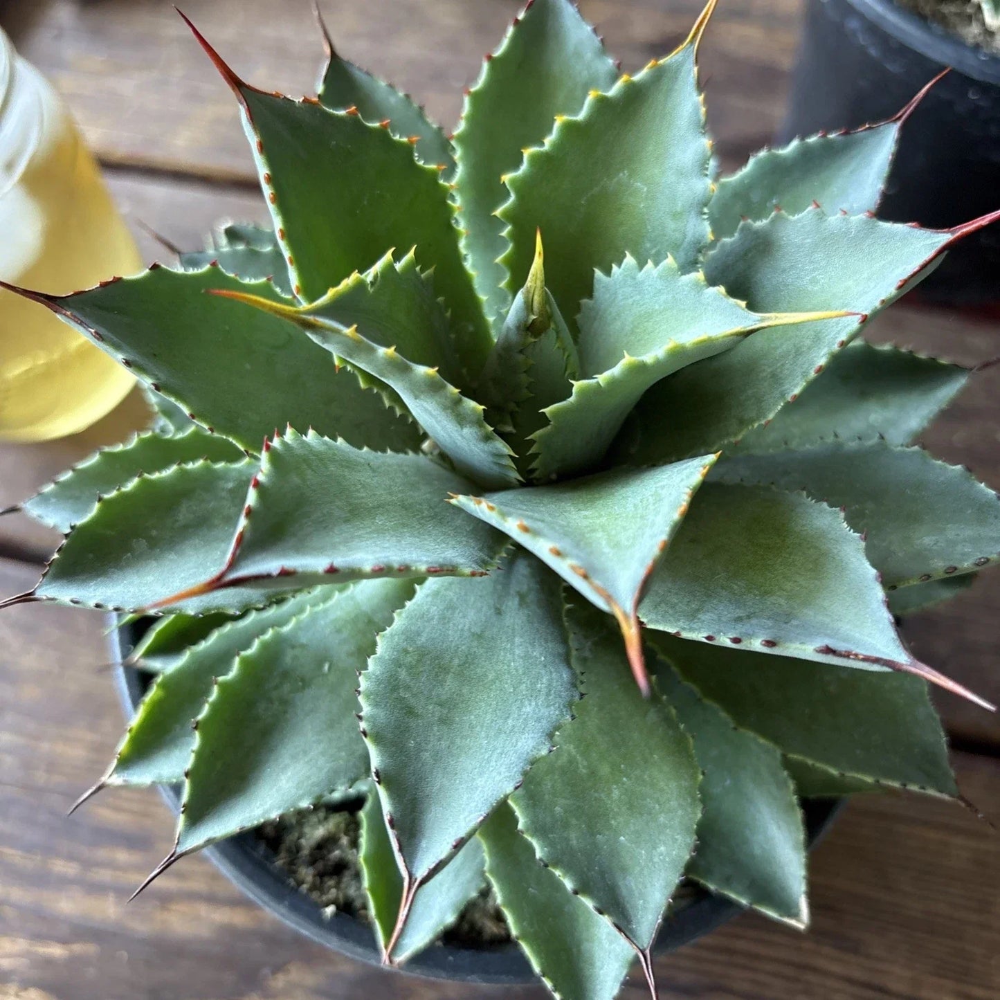 Agave Potatorum Succulent Plant 6-Inch Potted Ornamental Cactus for Home & Garden Decor