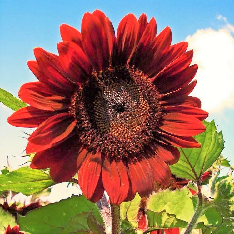 Velvet Queen Sunflower Seeds - Large Red Flowers - Helianthus annuus - Pollinator Attracting, Non-GMO, 50 Seeds