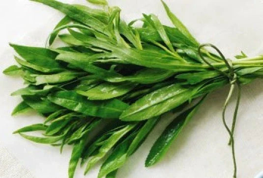 Fresh Tarragon Seeds - 200+ Pack - Heirloom Culinary Herb - Artemisia dracunculus - Indoor & Outdoor Gardening