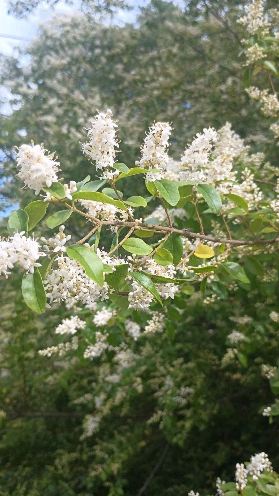 20 Unrooted Chinese Privet Hedge Bush Cuttings | Ligustrum sinense, Green Foliage, Privacy Screen, Gardening Supplies