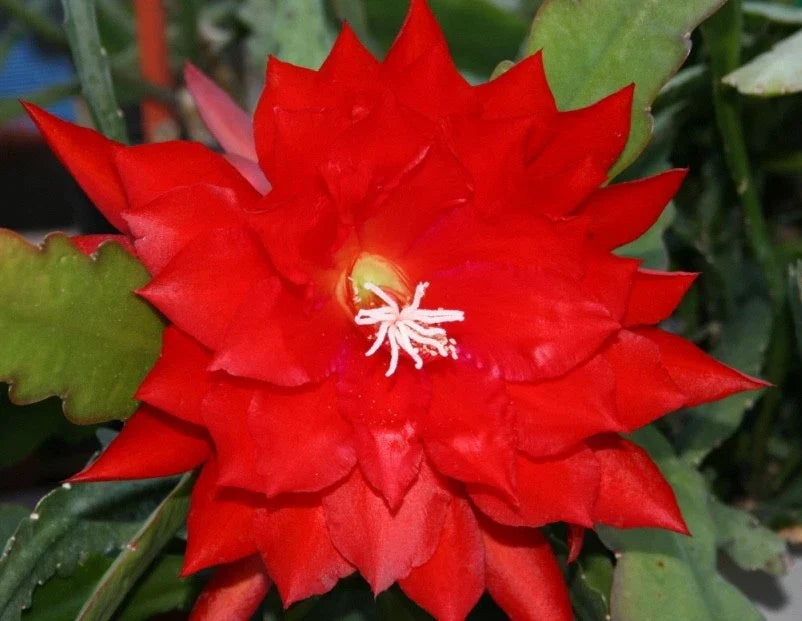 Epiphyllum Cuttings Lothario Orchid Cactus Rare Variety Indoor Gardening Plant Don's Cuttings