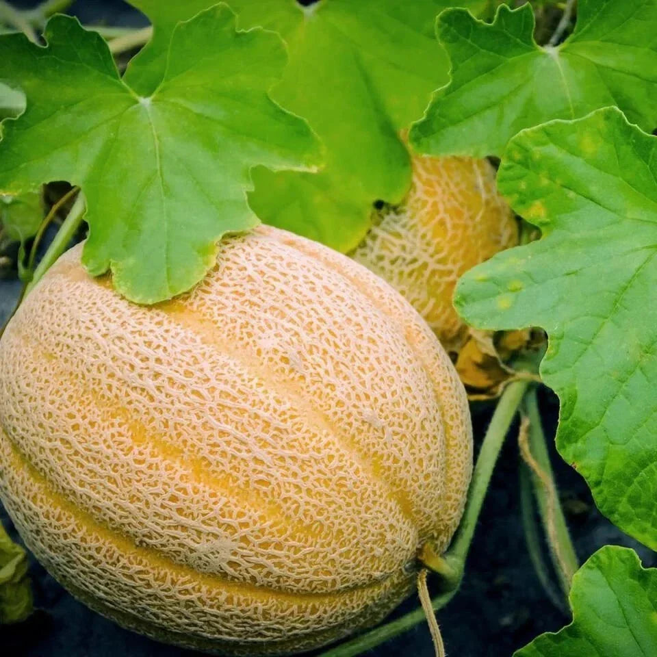 Hales Best Jumbo Cantaloupe Seeds – Organic Heirloom Cucumis melo – Sweet, Juicy Melons for Garden, Backyard, or Container Cultivation