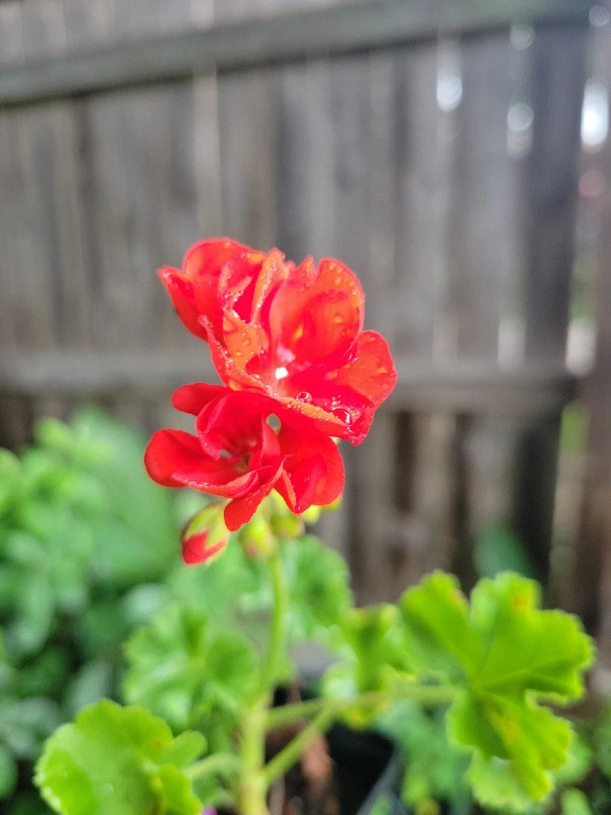 Organic Red Geranium Live Plant - 2 Inch Pot Pelargonium hortorum, Full Sun, Easy Care, Bright Red Flowers