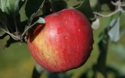 Sweet Sixteen Apple Seeds Pack of 25+ - Malus domestica Fruit Tree for Home Garden Planting