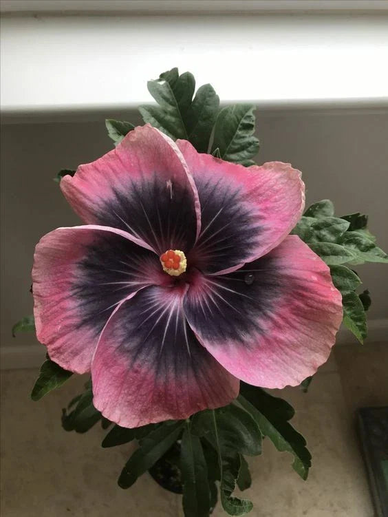 Pink Black Hibiscus Seeds - Perennial Flower Seeds for Borders & Containers - Hibiscus rosa-sinensis - Attracts Pollinators