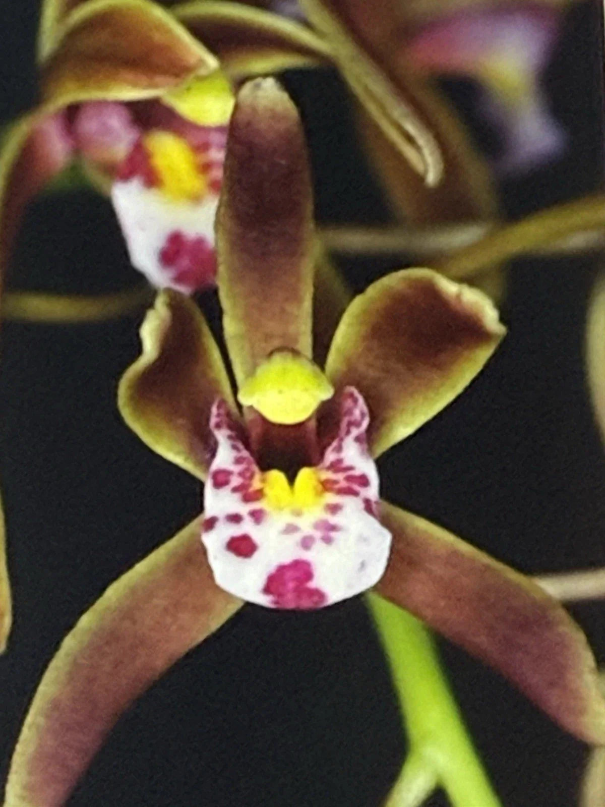 Cymbidium Orchid Bare Root Bulb - Darjeeling Variety - Exotic Flowering Houseplant for Indoor Garden