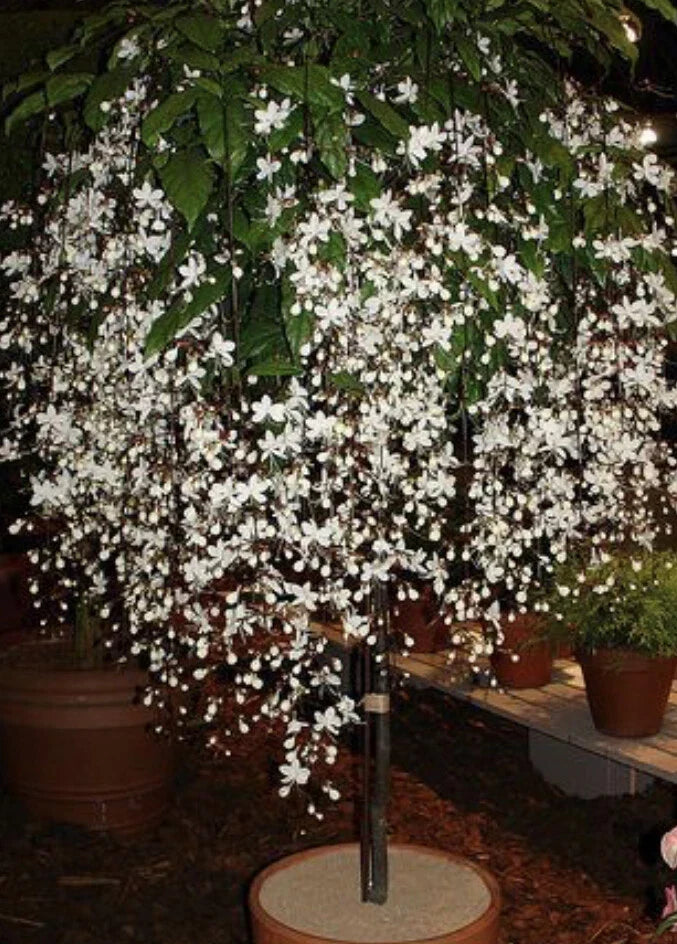 Clerodendrum Wallichii Bridal Veil Small Starter Plant with White Blooms, Indoor Houseplant, Butterfly Attractant, 4-Inch Pot