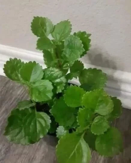 Swedish Ivy Plant with Roots - Plectranthus verticillatus, Trailing Foliage, Indoor or Outdoor, Ready to Plant