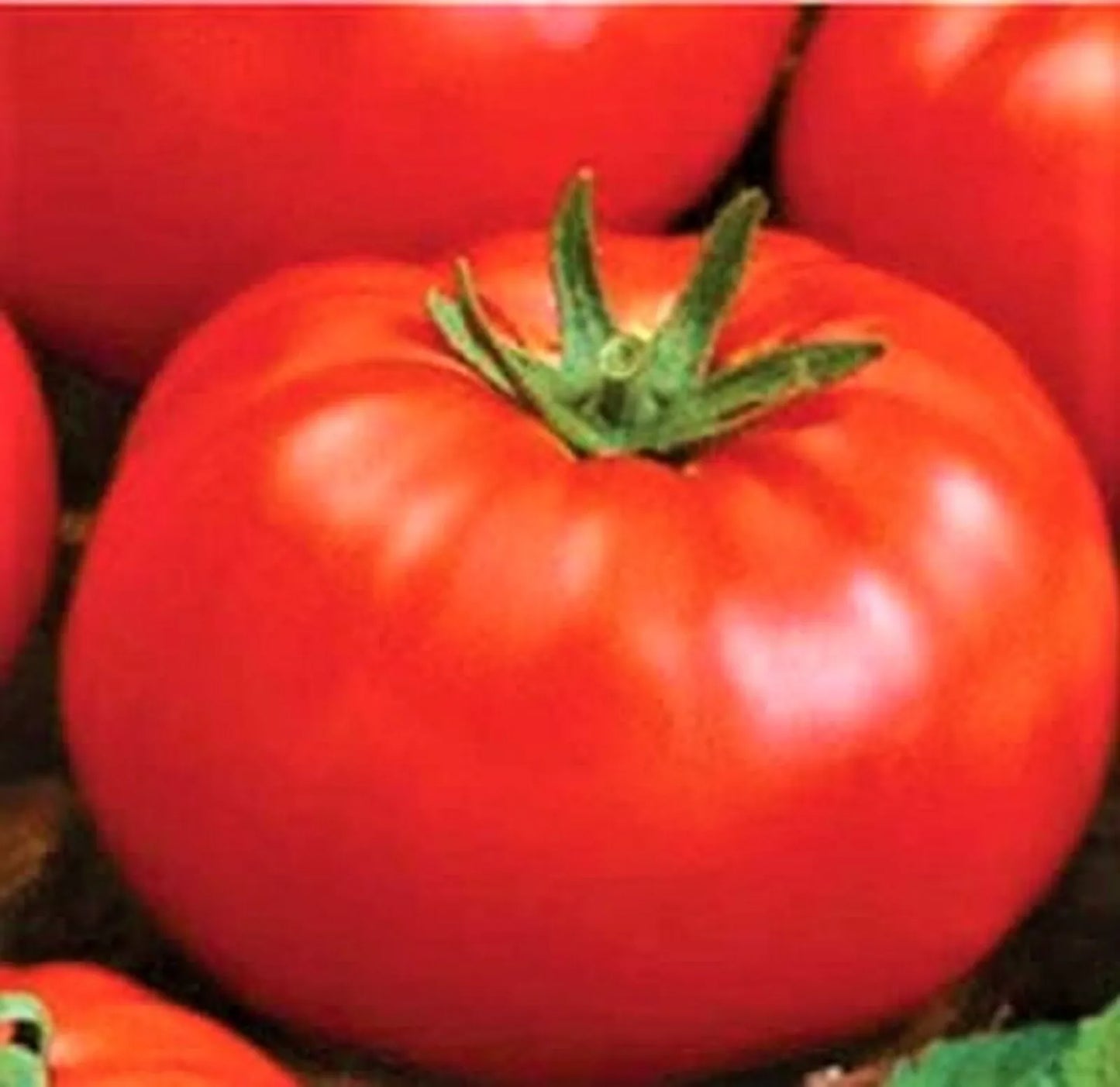 Ace 55 Tomato Seeds Pack Non-GMO Heirloom Solanum lycopersicum for Home Garden, Container or In-Ground Planting