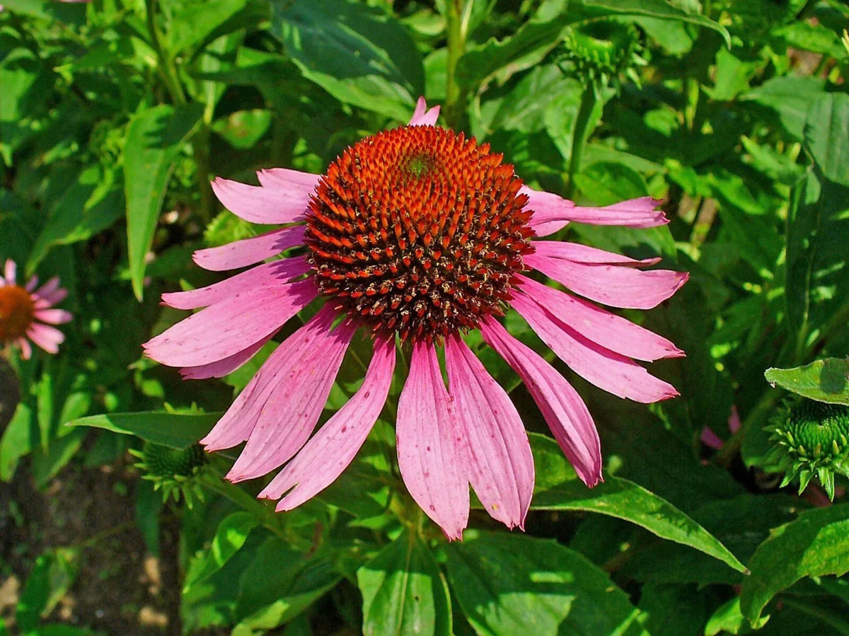 Echinacea Purpurea Seeds - 40 Fresh Purple Coneflower Seeds - Perennial Garden Planting - Attracts Butterflies